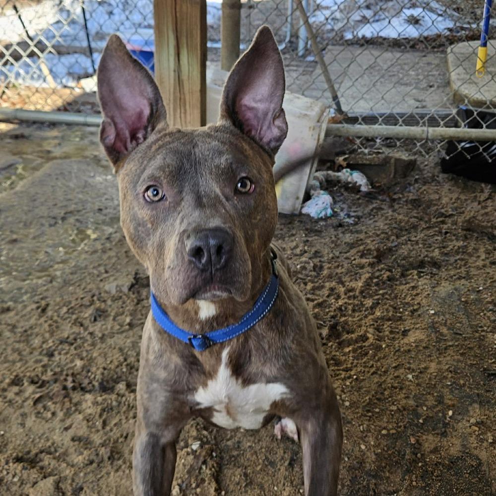 Enlarge Cedar, a Adopted mixed breed in Muskegon, MI image 4/4