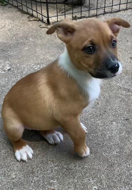 Enlarge Smudge, an adopted mixed breed in Memphis, TN image 6/6