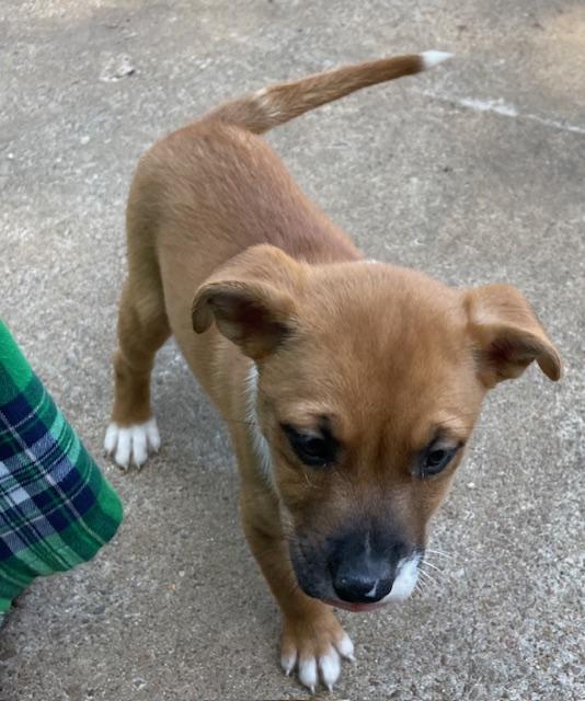 Enlarge Smudge, an adopted mixed breed in Memphis, TN image 4/6