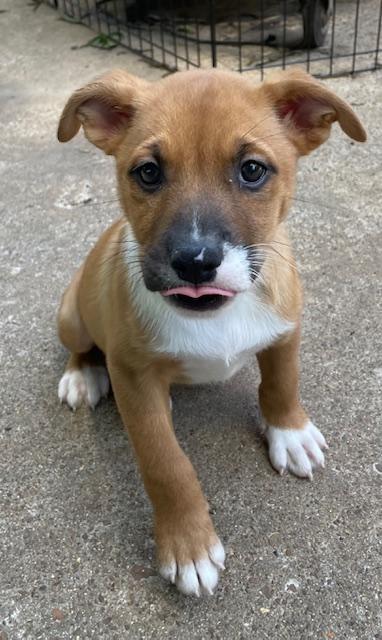 Enlarge Smudge, an adopted mixed breed in Memphis, TN image 3/6