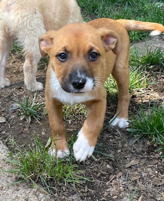Enlarge Smudge, an adopted mixed breed in Memphis, TN image 2/6