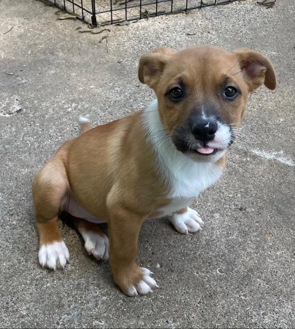 Enlarge Smudge, an adopted mixed breed in Memphis, TN image 5/6
