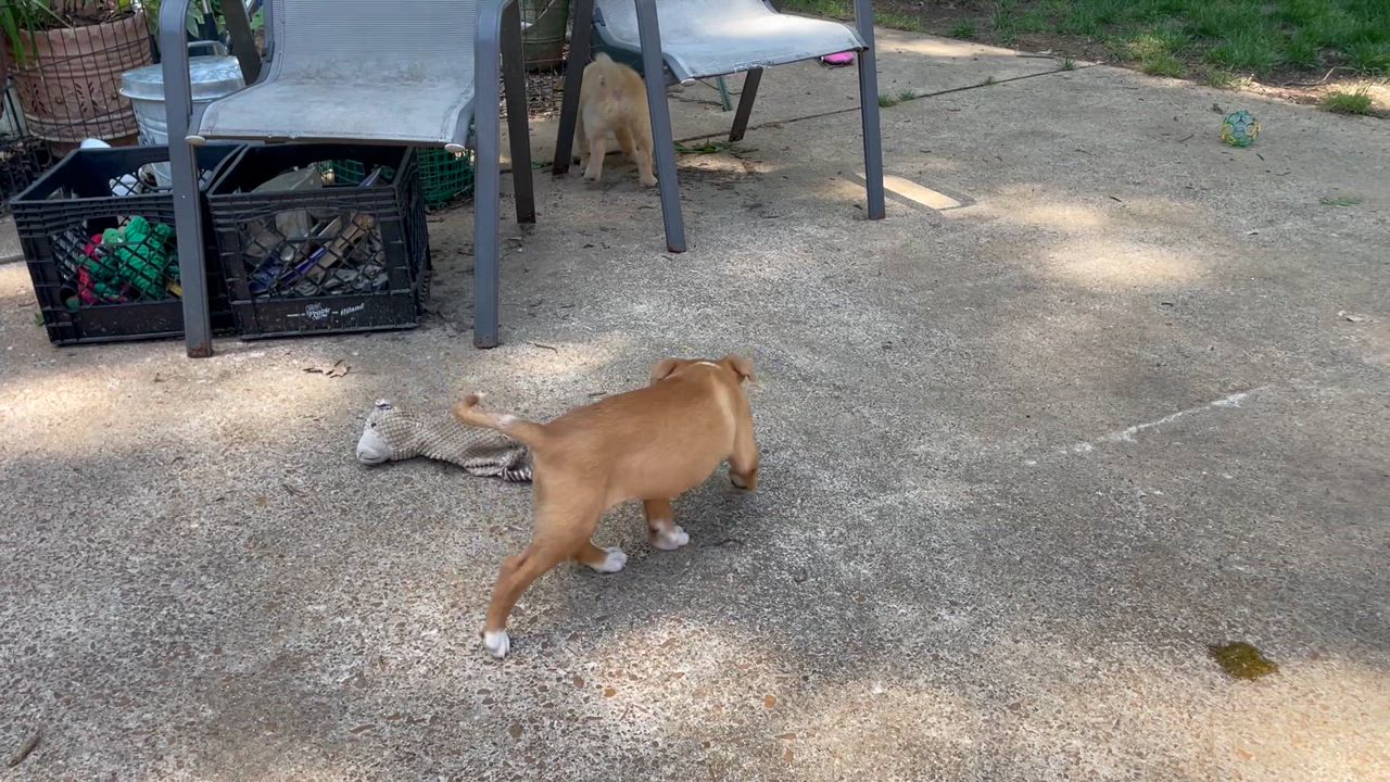 Enlarge Smudge, an adopted mixed breed in Memphis, TN video 1/6