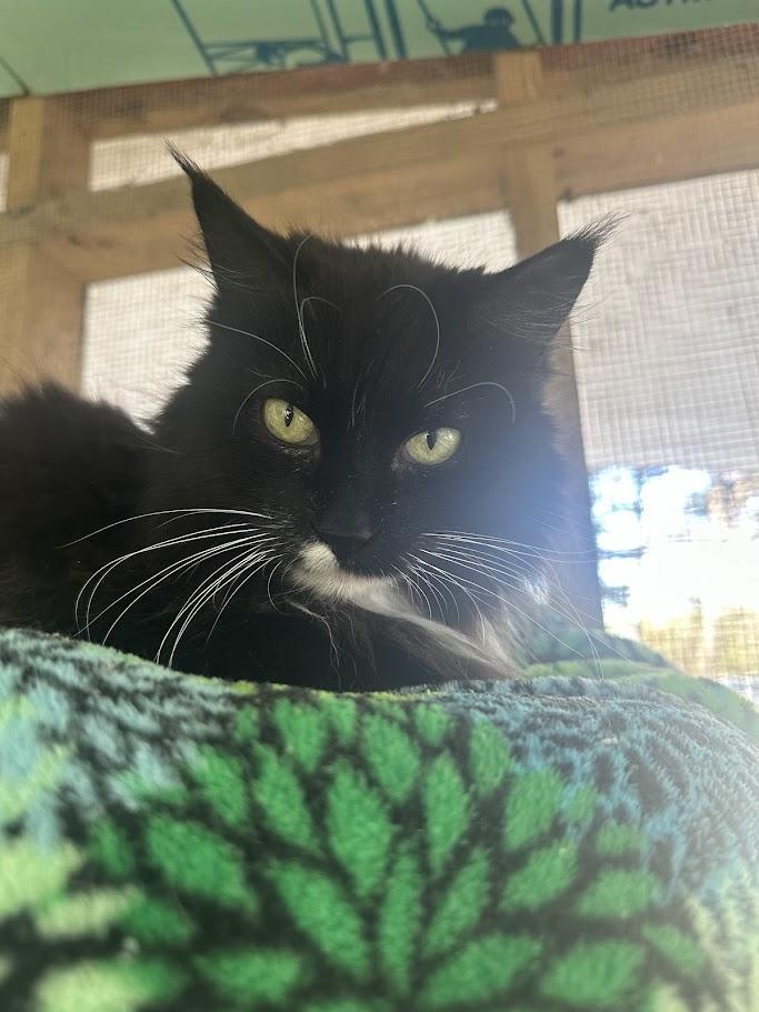 Enlarge Jen, a ADOPTABLE Domestic Long Hair in Cape May, NJ image 2/2