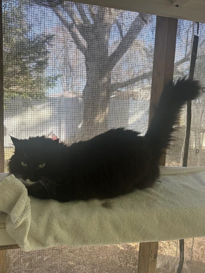 Enlarge Jen, a ADOPTABLE Domestic Long Hair in Cape May, NJ image 1/2