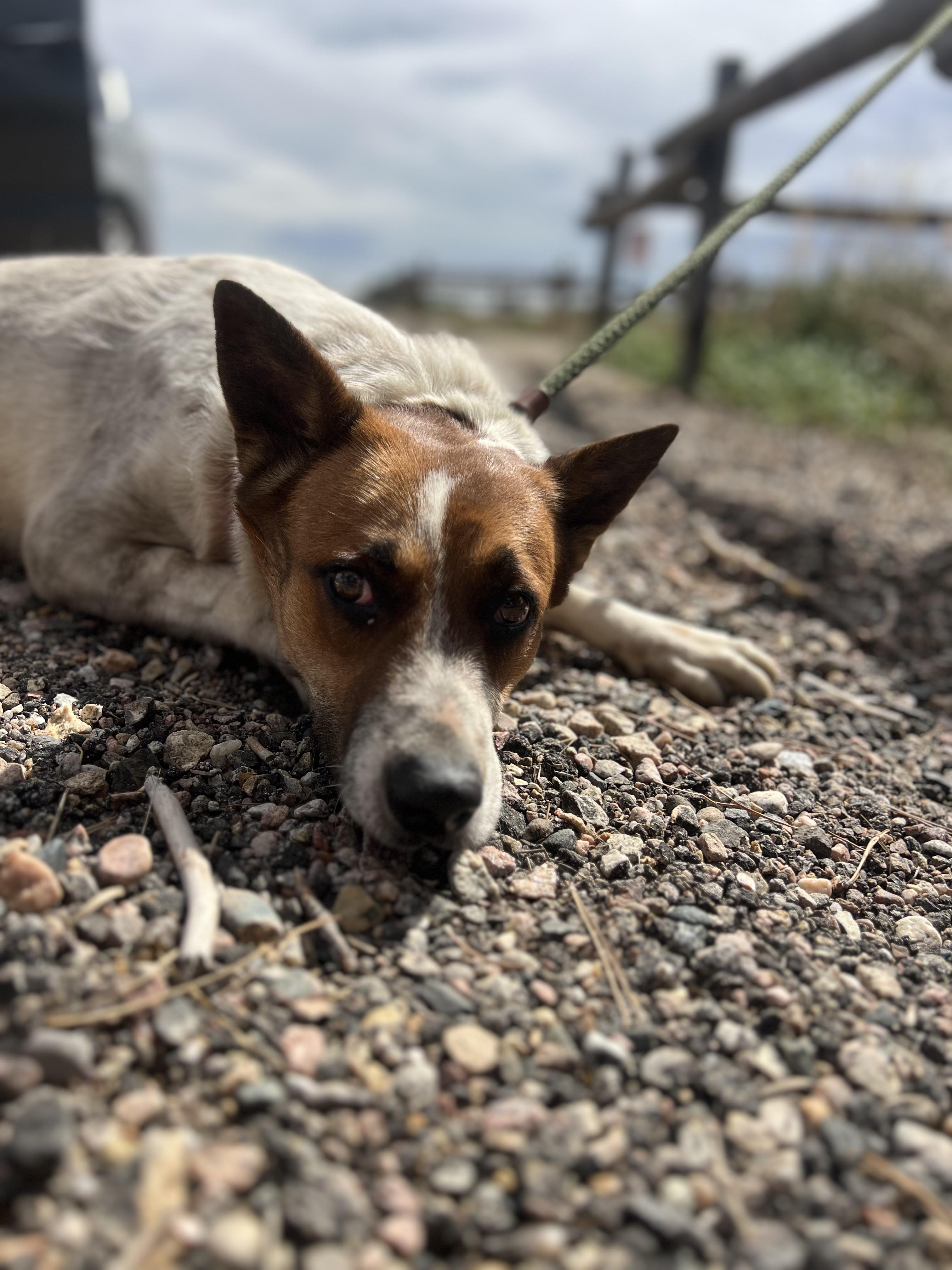 Enlarge Banjo, a Adoptable mixed breed in Fort Collins, CO image 3/5