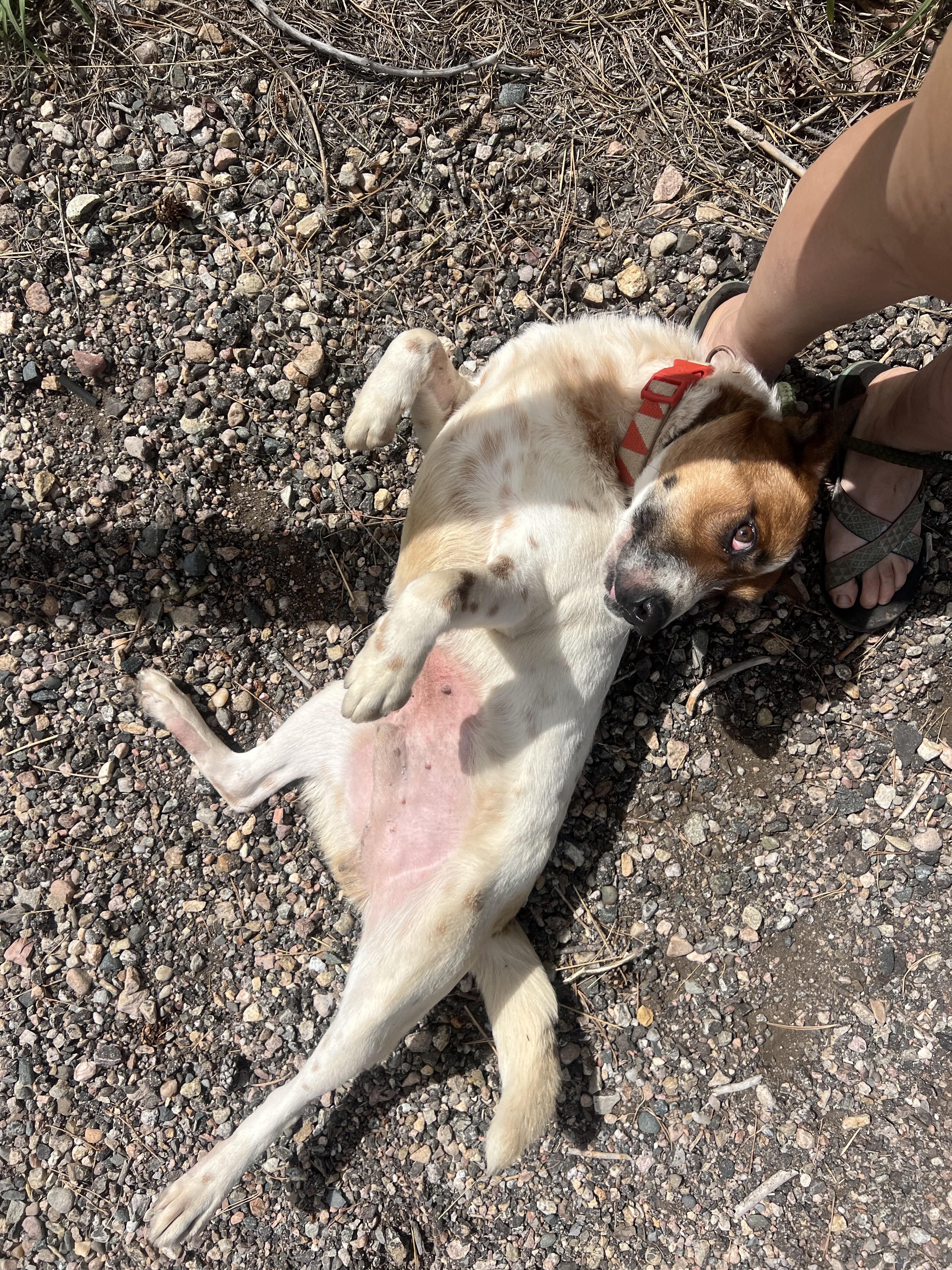 Enlarge Banjo, a Adoptable mixed breed in Fort Collins, CO image 5/5