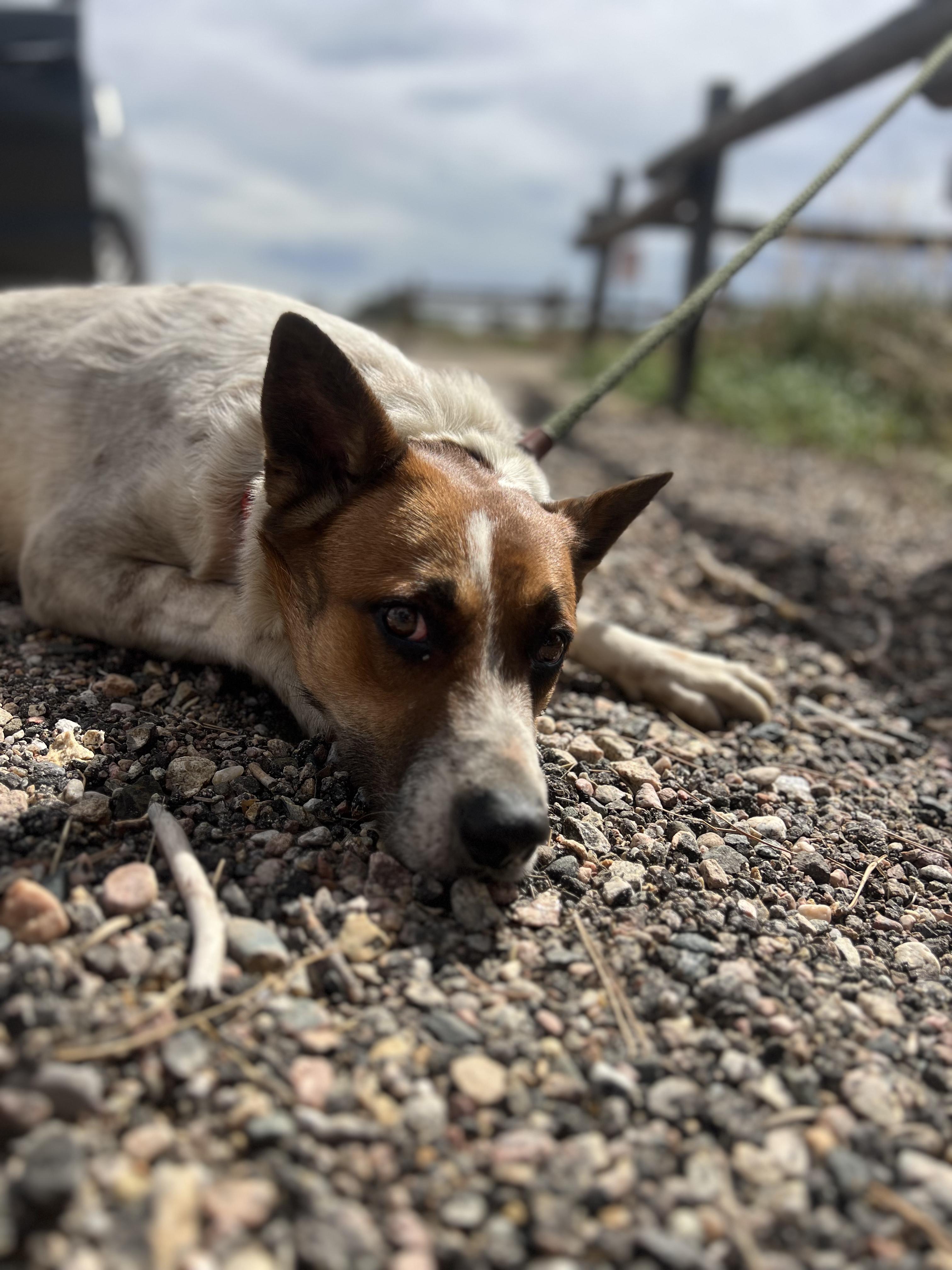 Enlarge Banjo, a Adoptable mixed breed in Fort Collins, CO image 4/5
