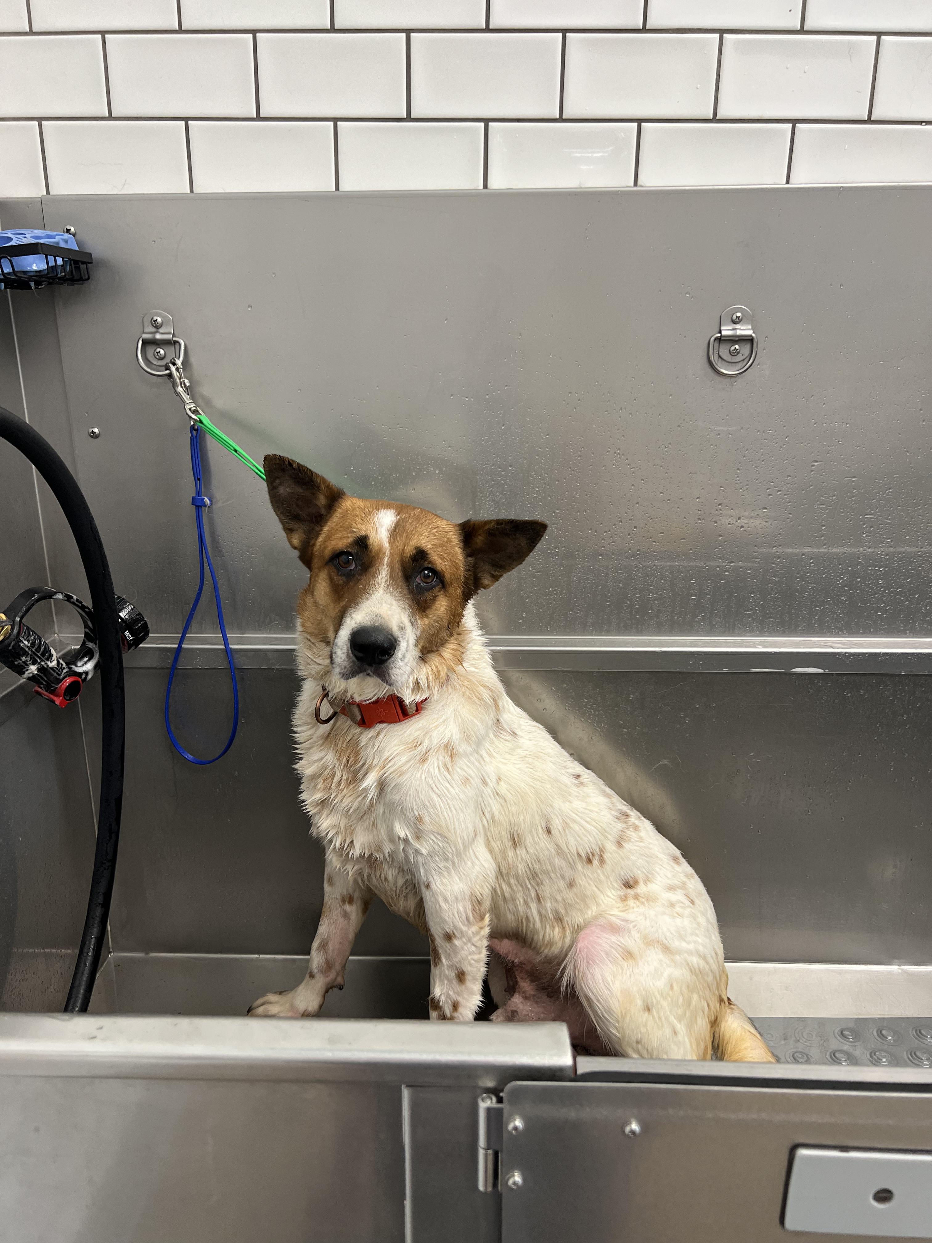 Enlarge Banjo, a Adoptable mixed breed in Fort Collins, CO image 2/5