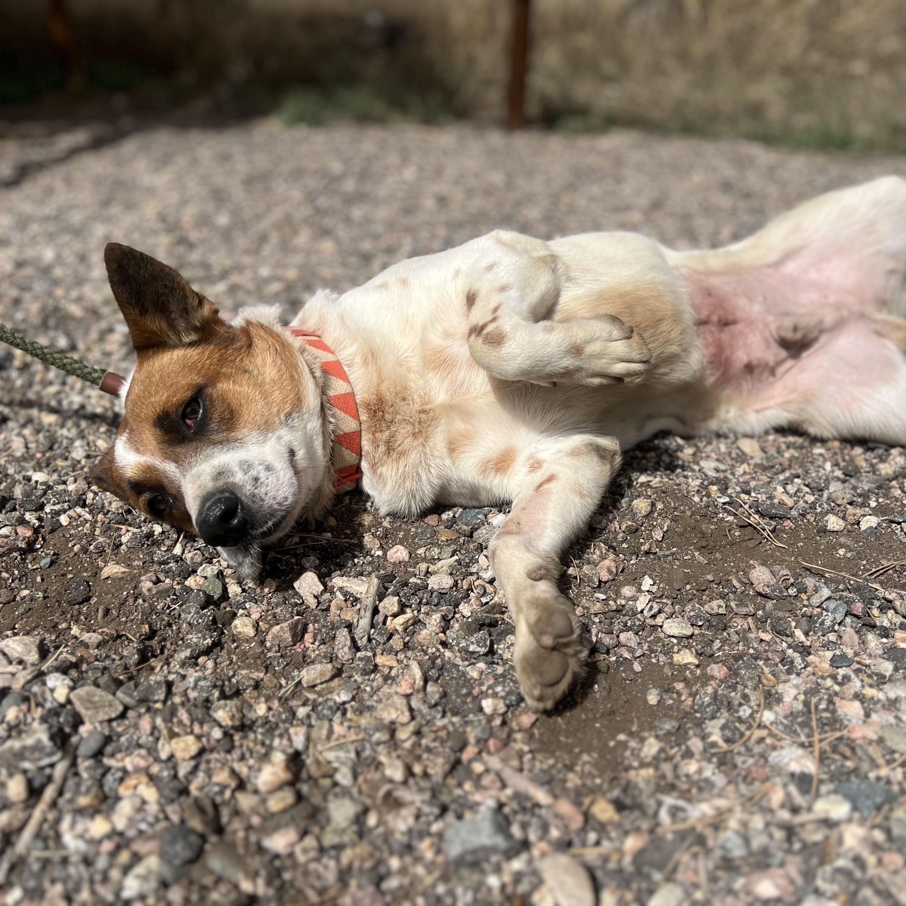 Banjo, Adoptable, Adult Male Australian Cattle Dog / Blue Heeler.