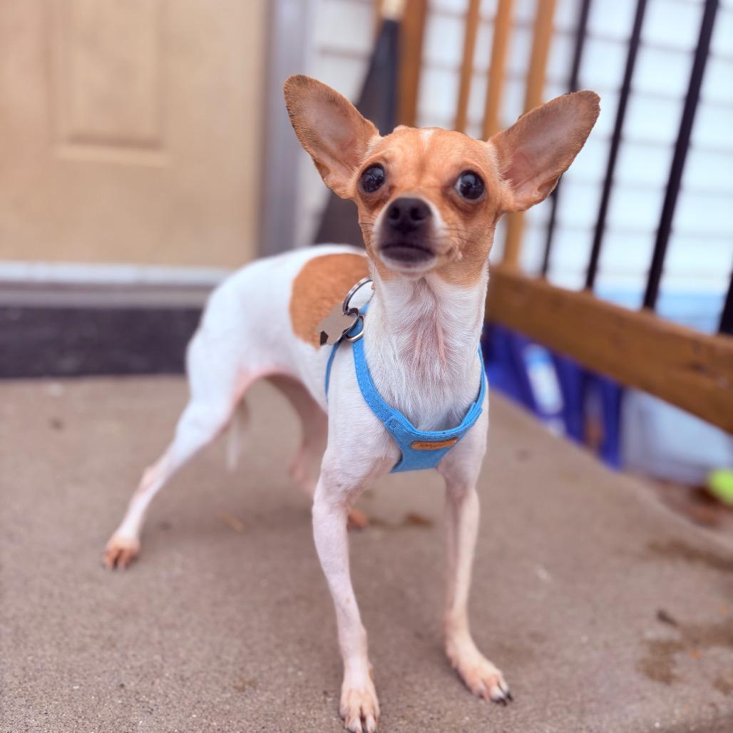 Enlarge Zinnia, an adoptable Chihuahua in Fenton, MI image 1/1