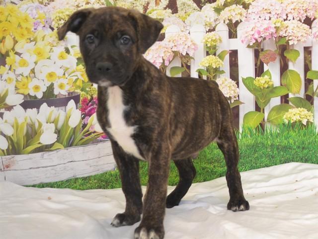MR DARCY, Adoptable, Puppy Male Pit Bull Terrier & Mixed Breed.
