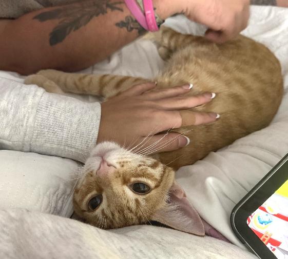 Enlarge Chip, a Adoptable Domestic Short Hair in Lafayette, LA image 2/6