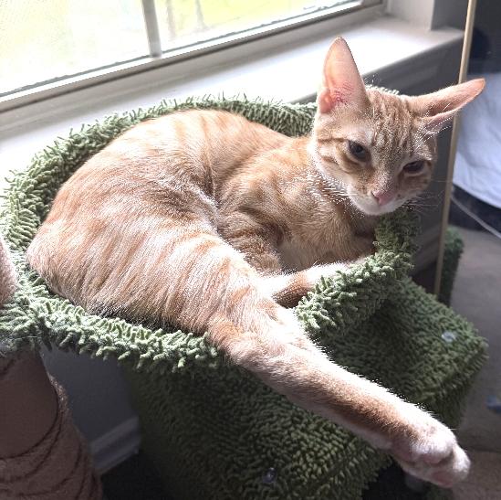 Enlarge Chip, a Adoptable Domestic Short Hair in Lafayette, LA image 1/6
