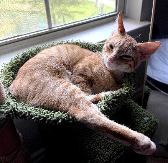 Enlarge Chip, a Adoptable Domestic Short Hair in Lafayette, LA image 4/6