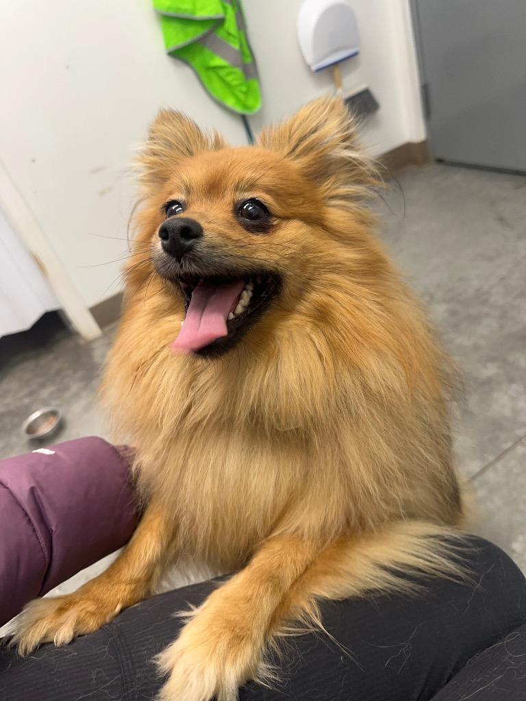 Fiesty, Adoptable, Young Female Pomeranian.