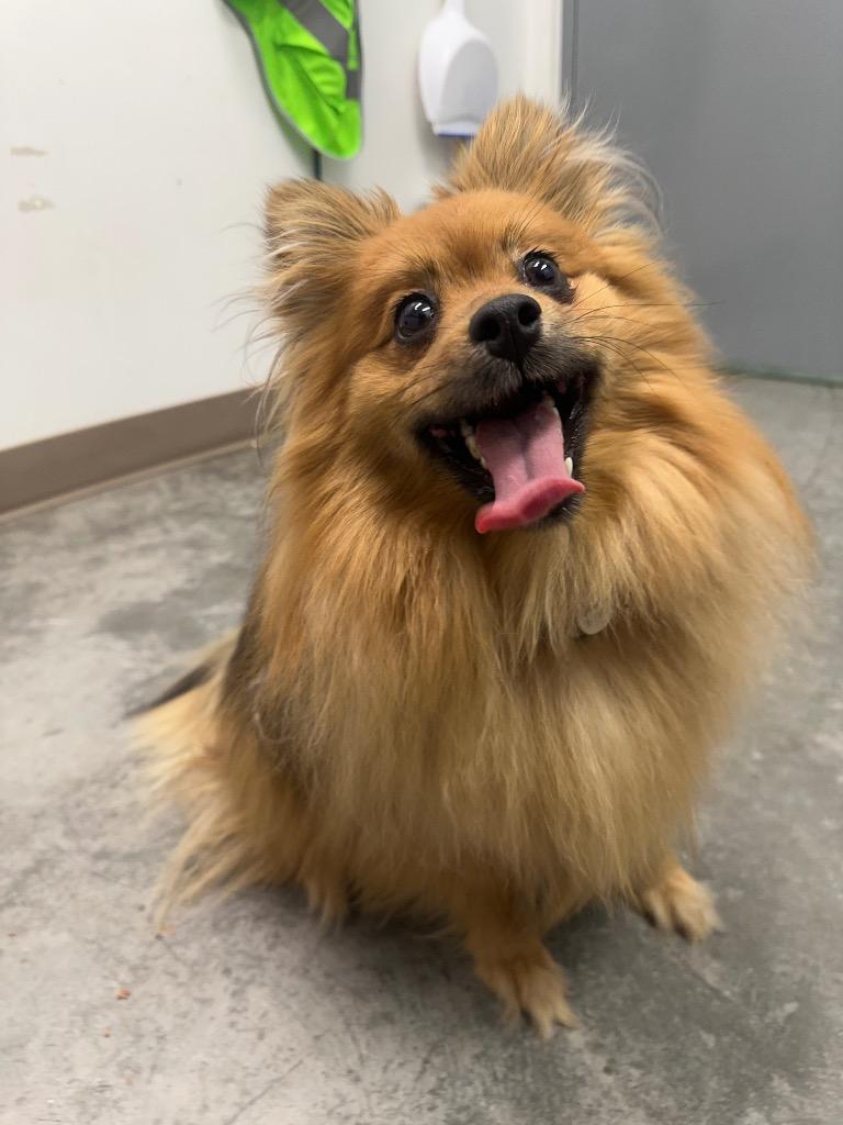 Enlarge Fiesty, a Adoptable Pomeranian in Yellowknife, NT image 2/4