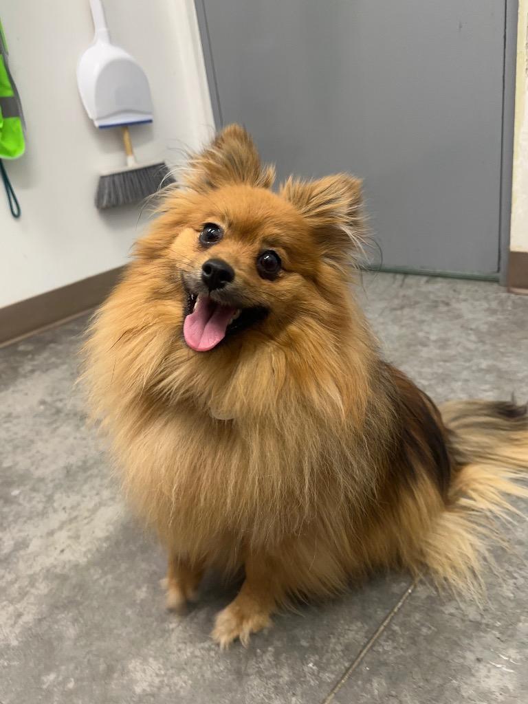 Enlarge Fiesty, a Adoptable Pomeranian in Yellowknife, NT image 3/4