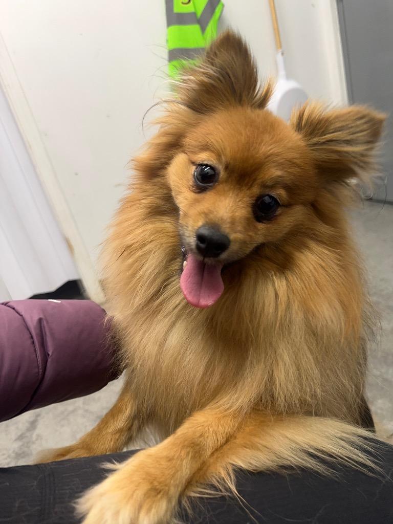 Enlarge Fiesty, a Adoptable Pomeranian in Yellowknife, NT image 4/4