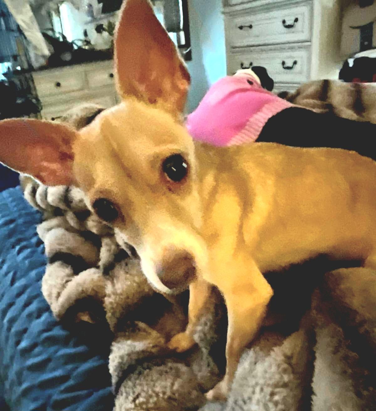 Enlarge NEYLA "In NY: Foster &/or Forever Home Needed!", a Adoptable Chihuahua in New York, NY image 3/3