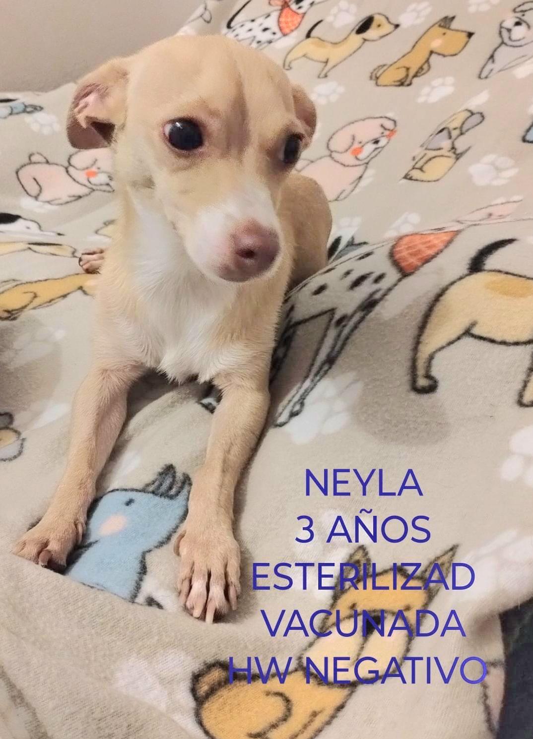 NEYLA "In NY: Foster &/or Forever Home Needed!", a Adoptable Chihuahua in New York, NY image 2/2