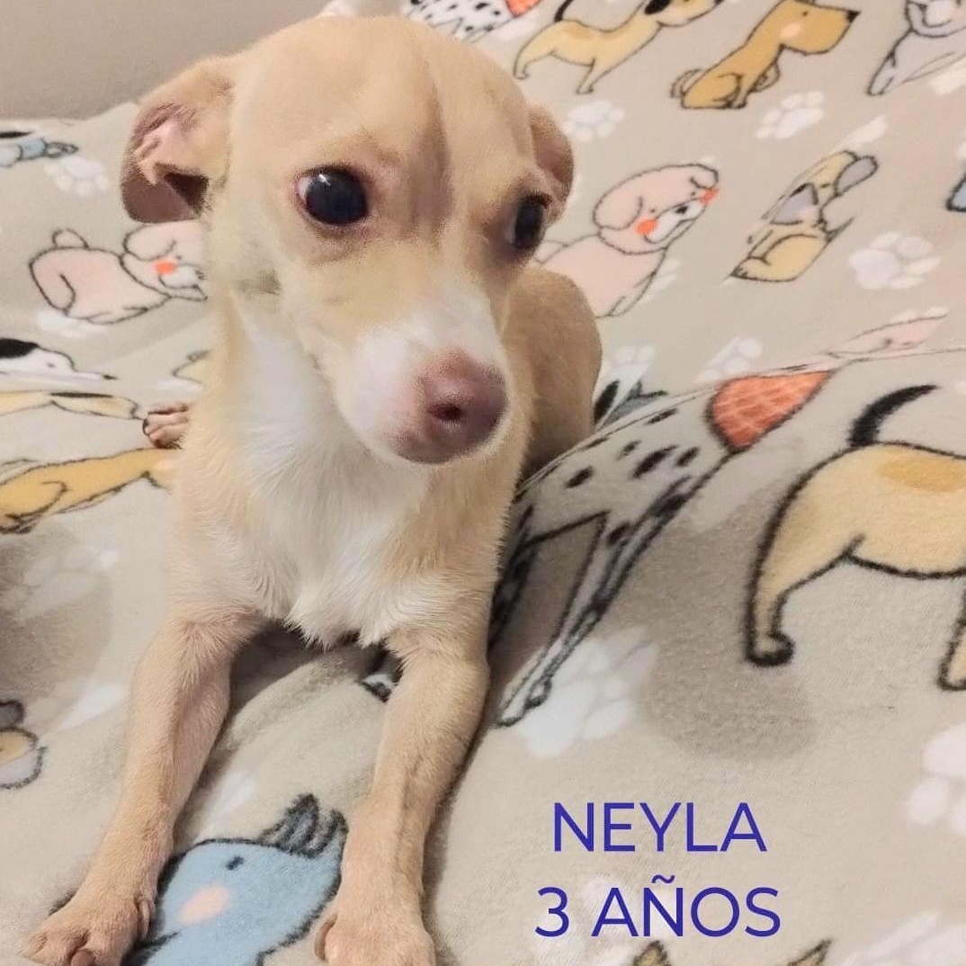 Enlarge NEYLA "In NY: Foster &/or Forever Home Needed!", a Adoptable Chihuahua in New York, NY image 3/5
