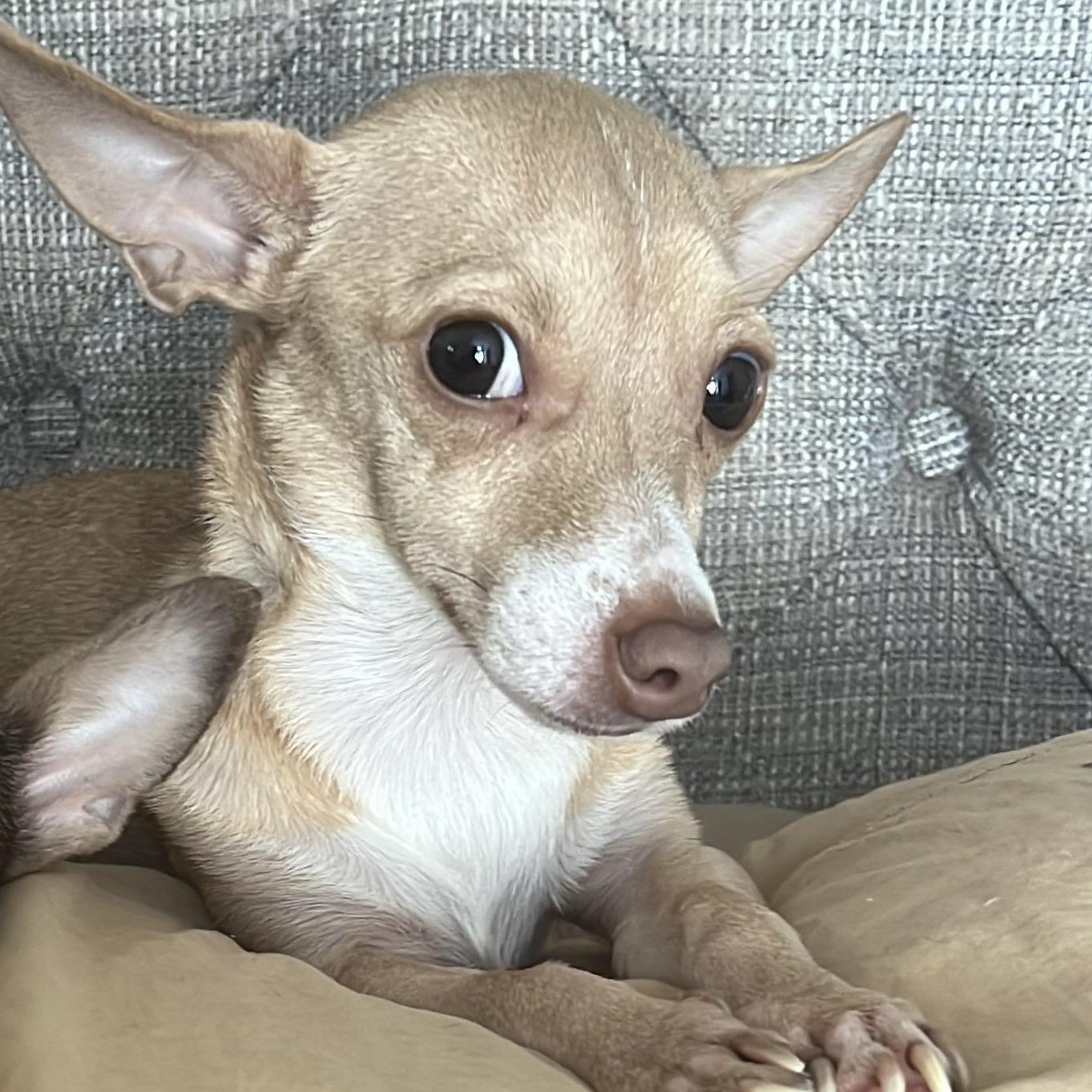 Enlarge NEYLA "In NY: Foster &/or Forever Home Needed!", a Adoptable Chihuahua in New York, NY image 1/5