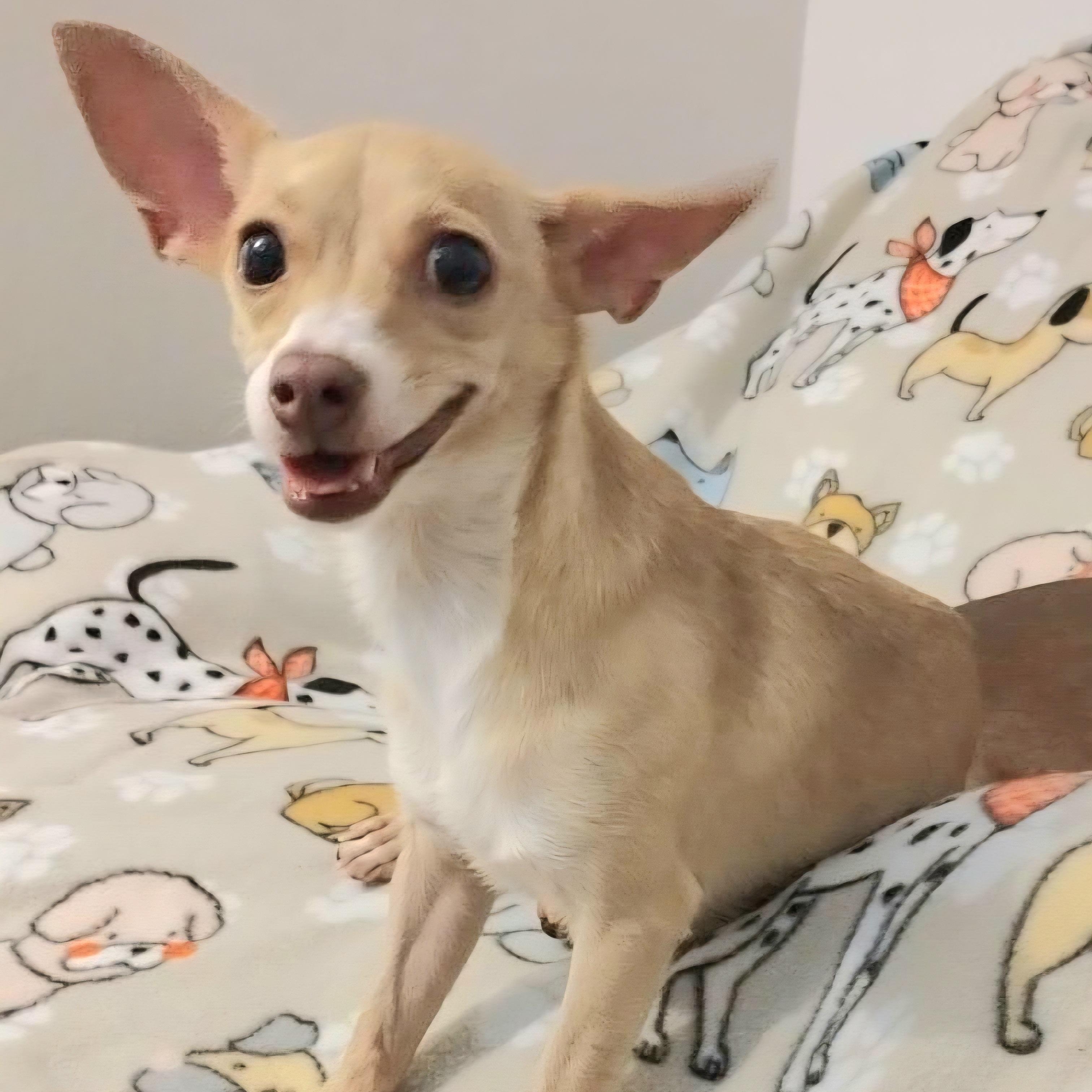 Enlarge NEYLA "In NY: Foster &/or Forever Home Needed!", a Adoptable Chihuahua in New York, NY image 2/5
