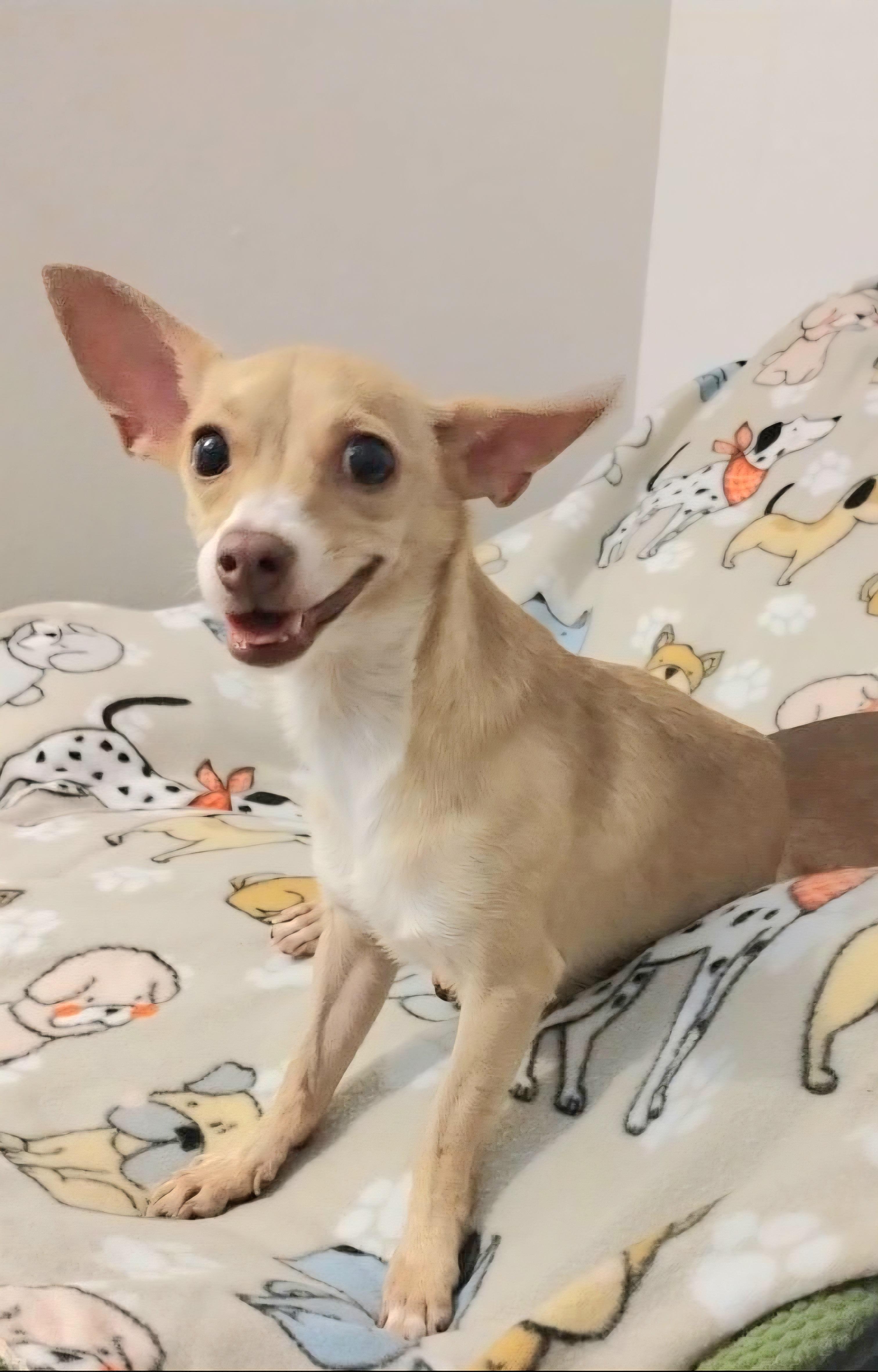 NEYLA "In NY: Foster &/or Forever Home Needed!", a Adoptable Chihuahua in New York, NY image 1/2