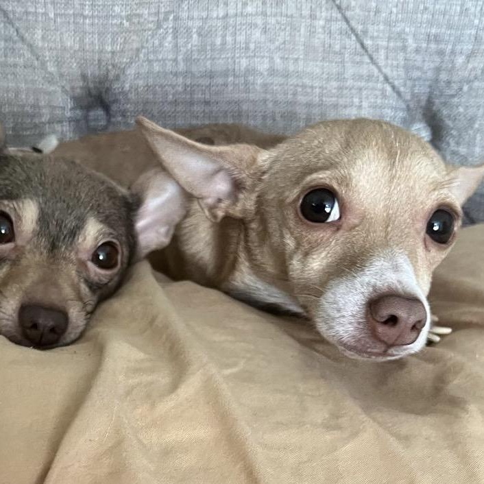 Enlarge NEYLA "In NY: Foster &/or Forever Home Needed!", a Adoptable Chihuahua in New York, NY image 5/5