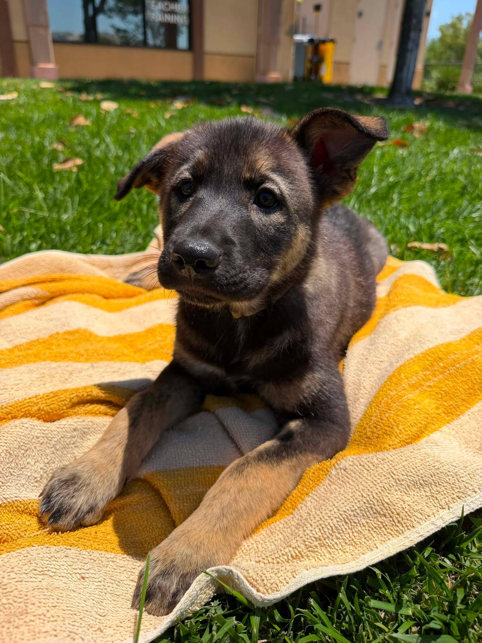 Enlarge Sephora, a ADOPTABLE mixed breed in Anza, CA image 1/6