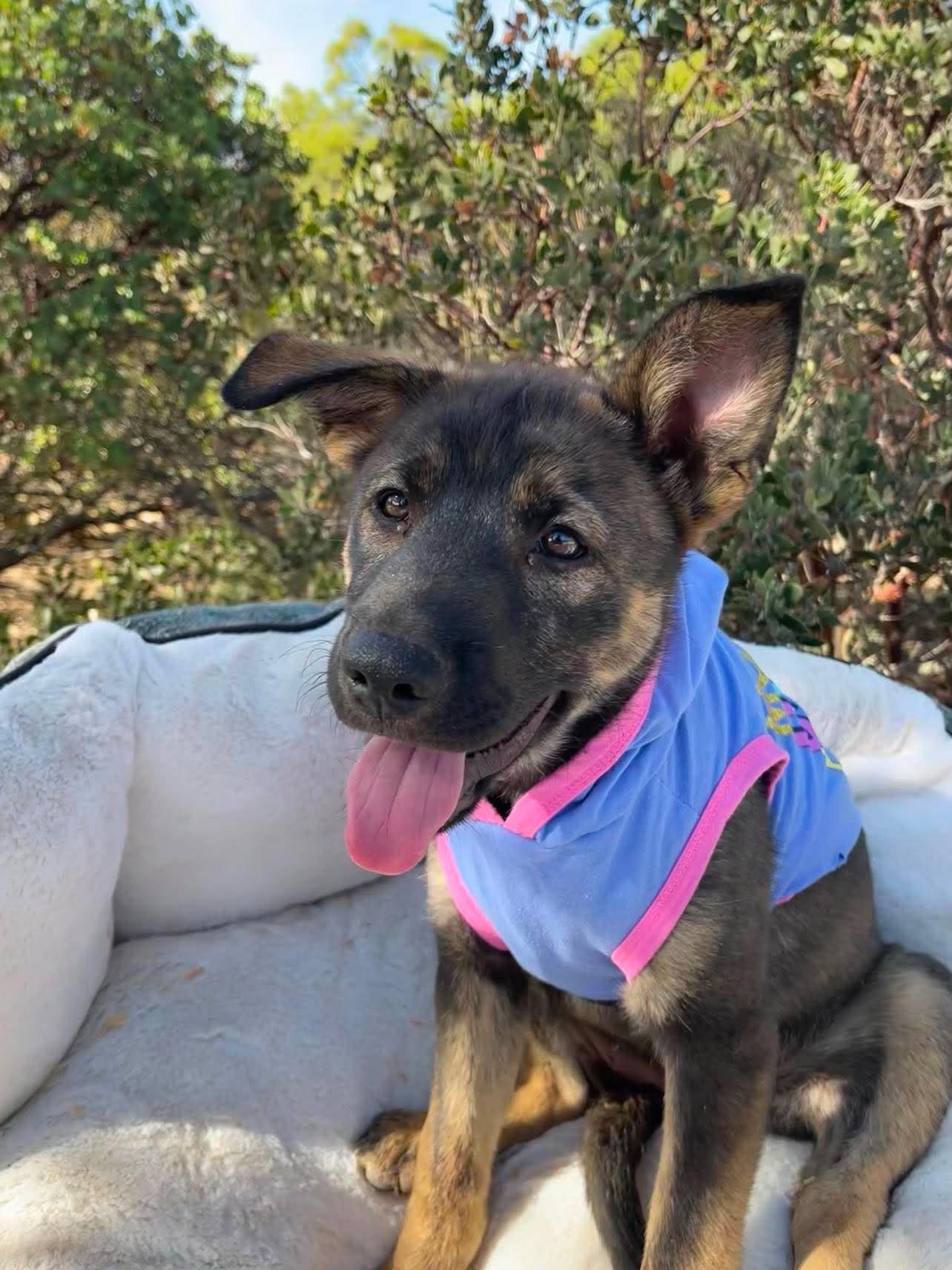 Sephora, a ADOPTABLE mixed breed in Anza, CA image 1/6