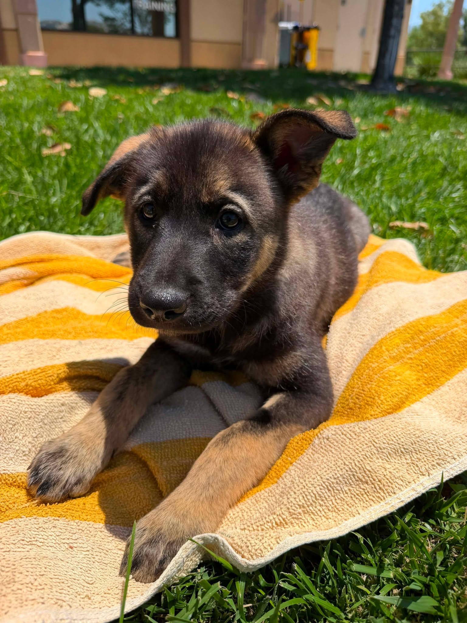 Enlarge Sephora, a ADOPTABLE mixed breed in Anza, CA image 5/6