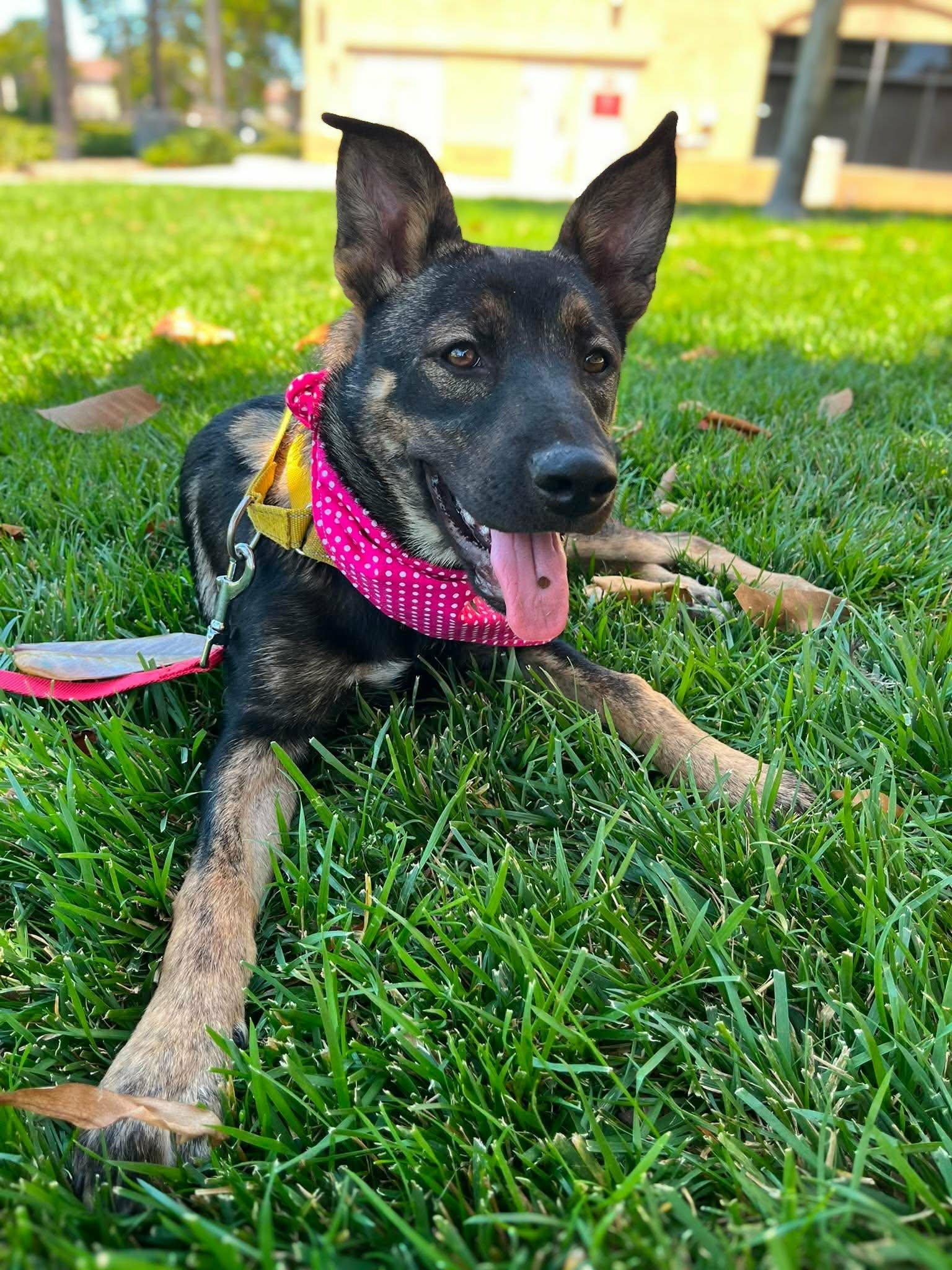 Sephora, an adopted mixed breed in Anza, CA image 5/6