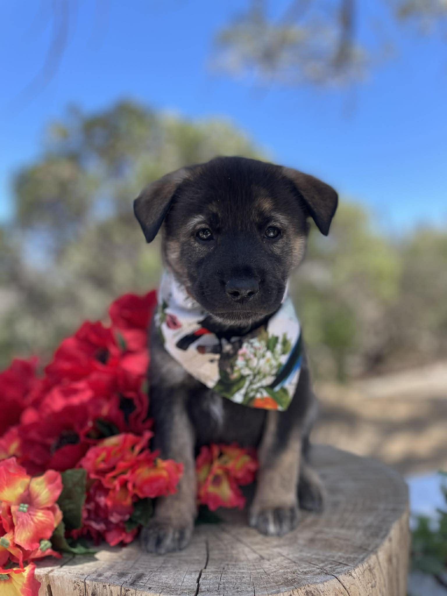 Enlarge Sephora, a ADOPTABLE mixed breed in Anza, CA image 3/6