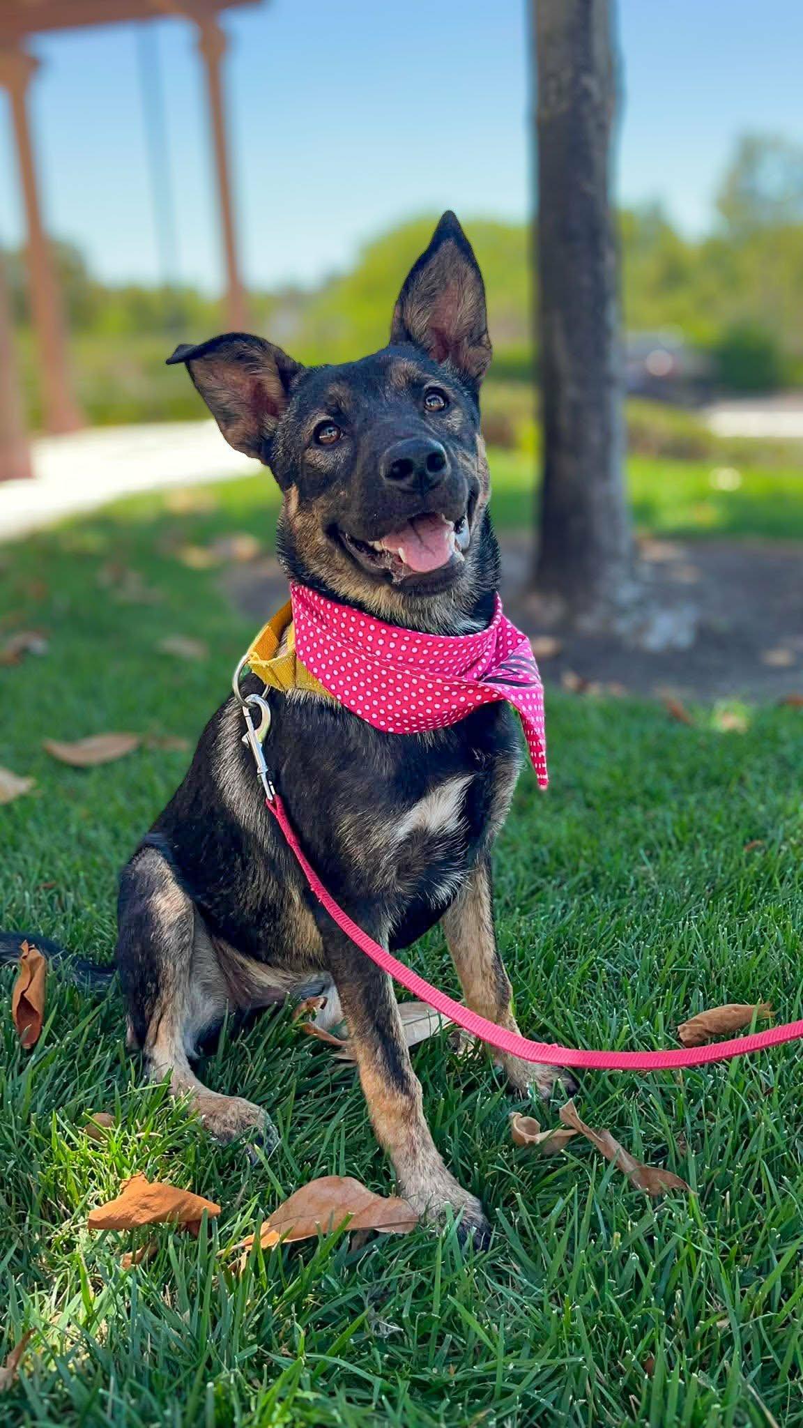 Sephora, an adopted mixed breed in Anza, CA image 1/6