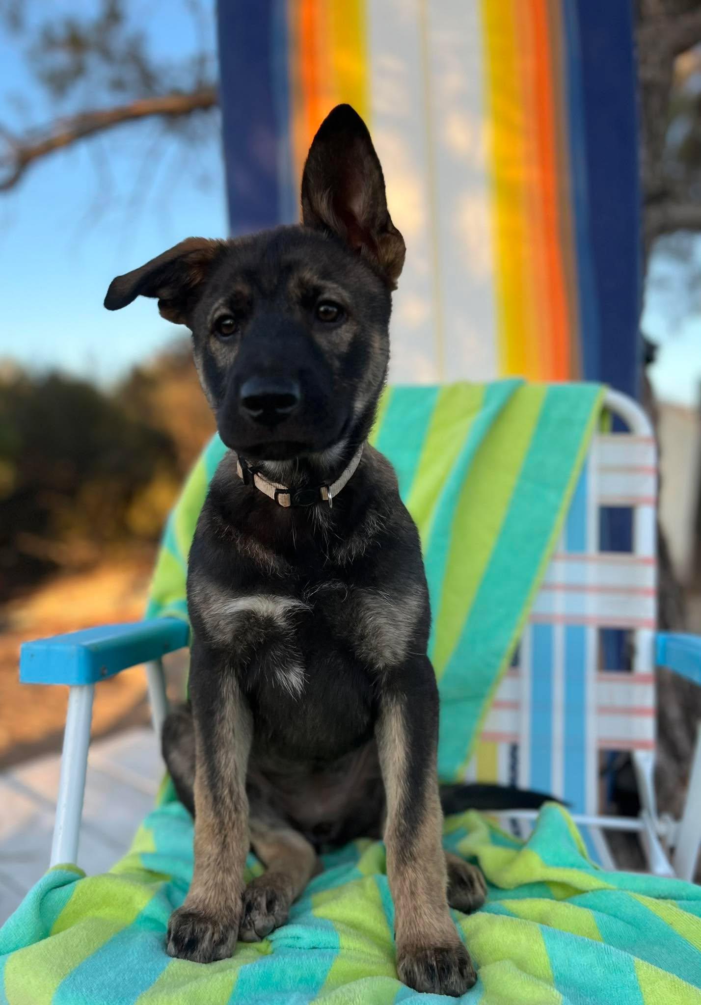 Sephora, a ADOPTABLE mixed breed in Anza, CA image 5/6