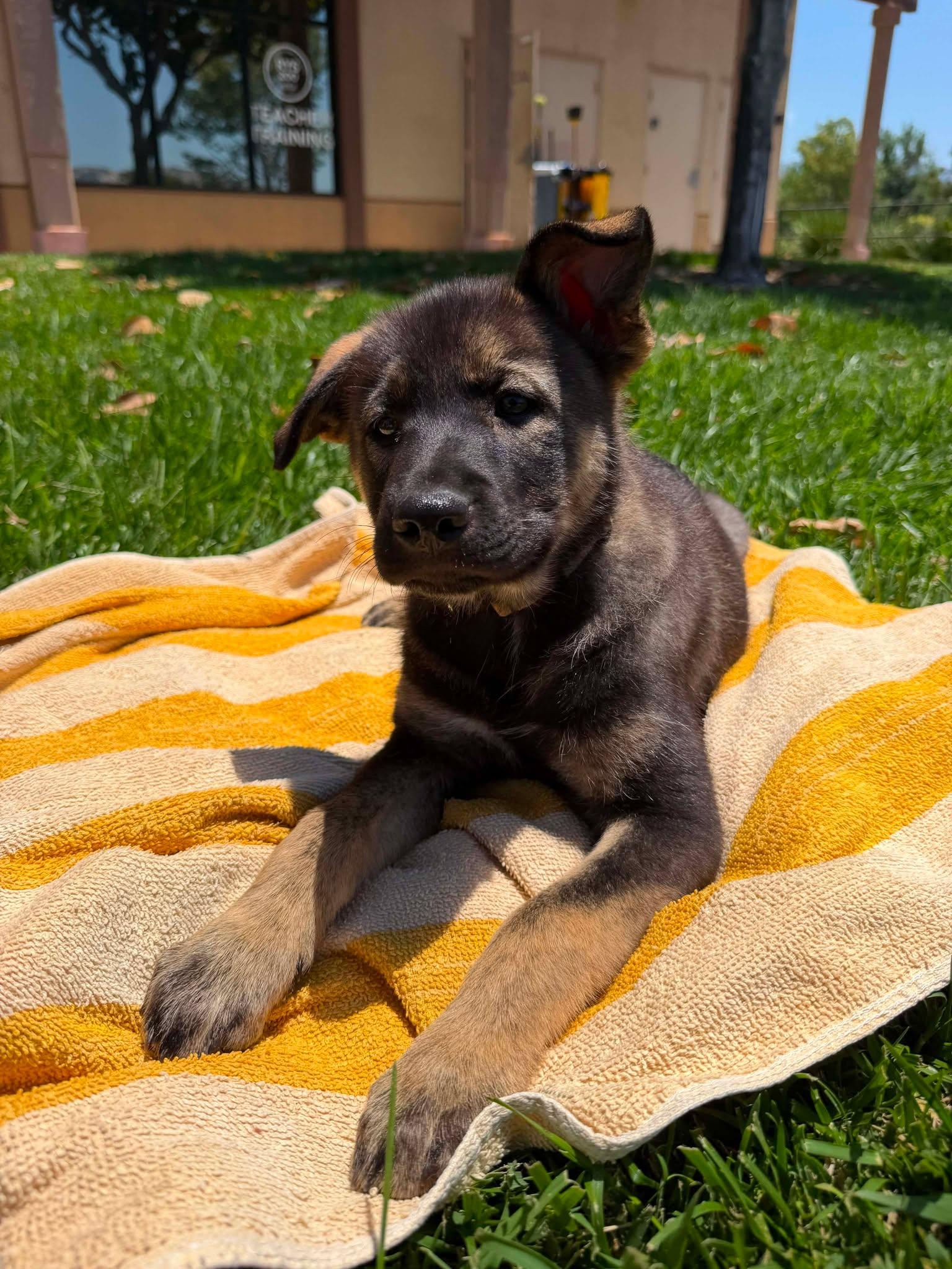 Enlarge Sephora, a ADOPTABLE mixed breed in Anza, CA image 6/6