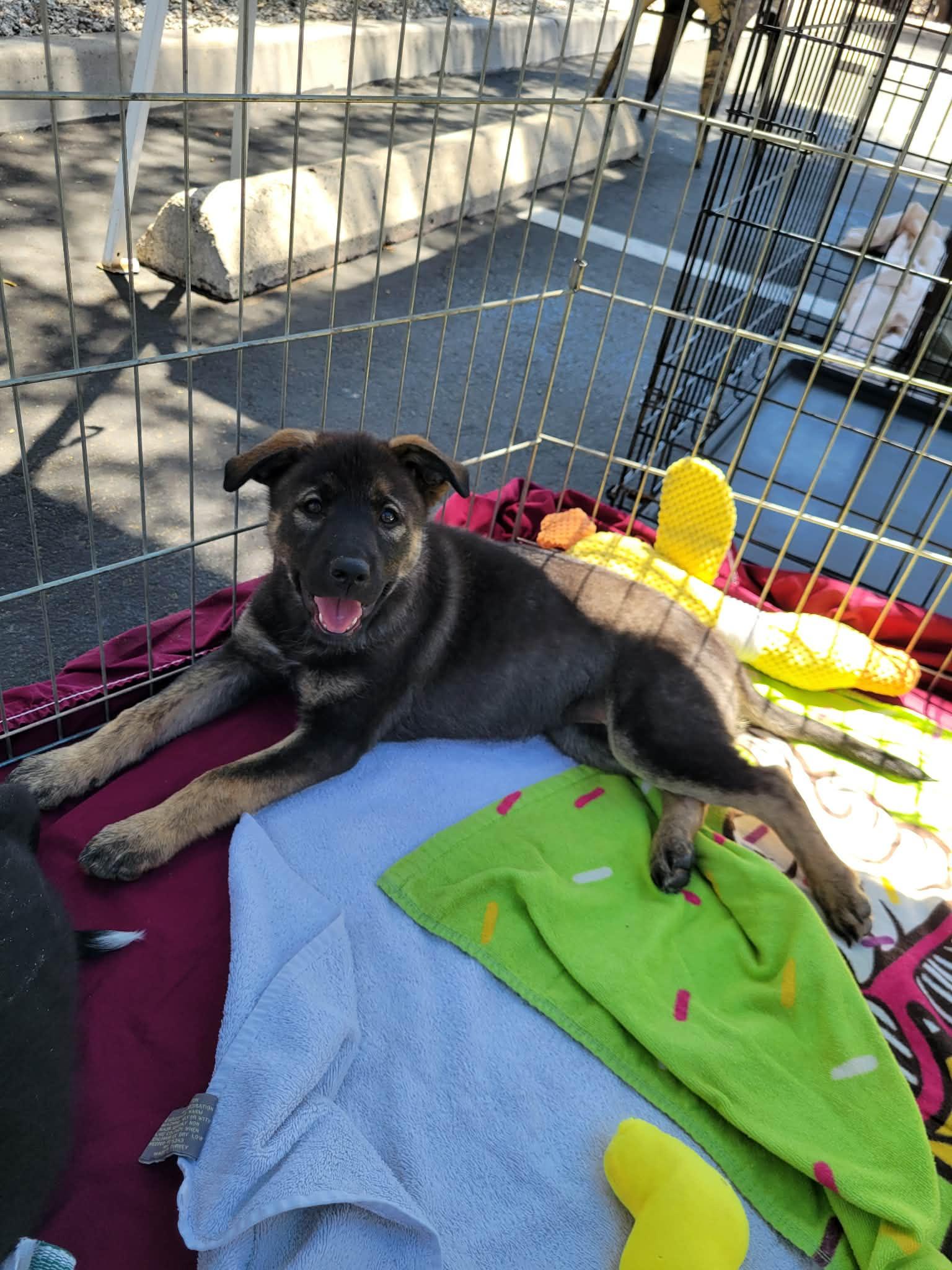 Enlarge Sephora, a ADOPTABLE mixed breed in Anza, CA image 4/6