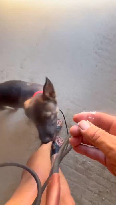 Enlarge Sephora, a ADOPTABLE mixed breed in Anza, CA video 6/6