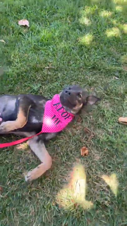 Enlarge Sephora, an adopted mixed breed in Anza, CA video 6/6