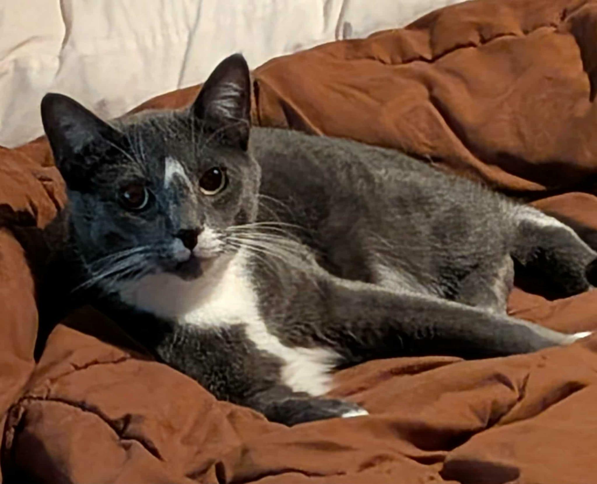 Winter and January, a Adoptable Domestic Short Hair in Manchester, CT image 1/5