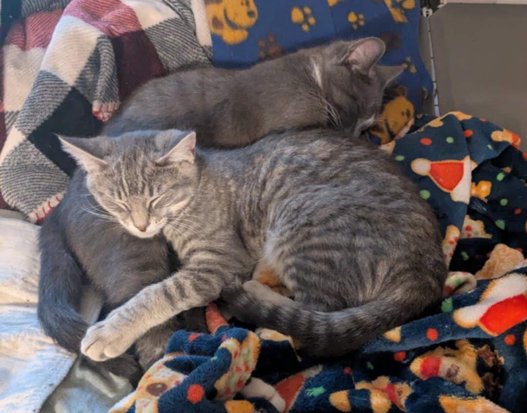 Winter and January, a Adoptable Domestic Short Hair in Manchester, CT image 4/5