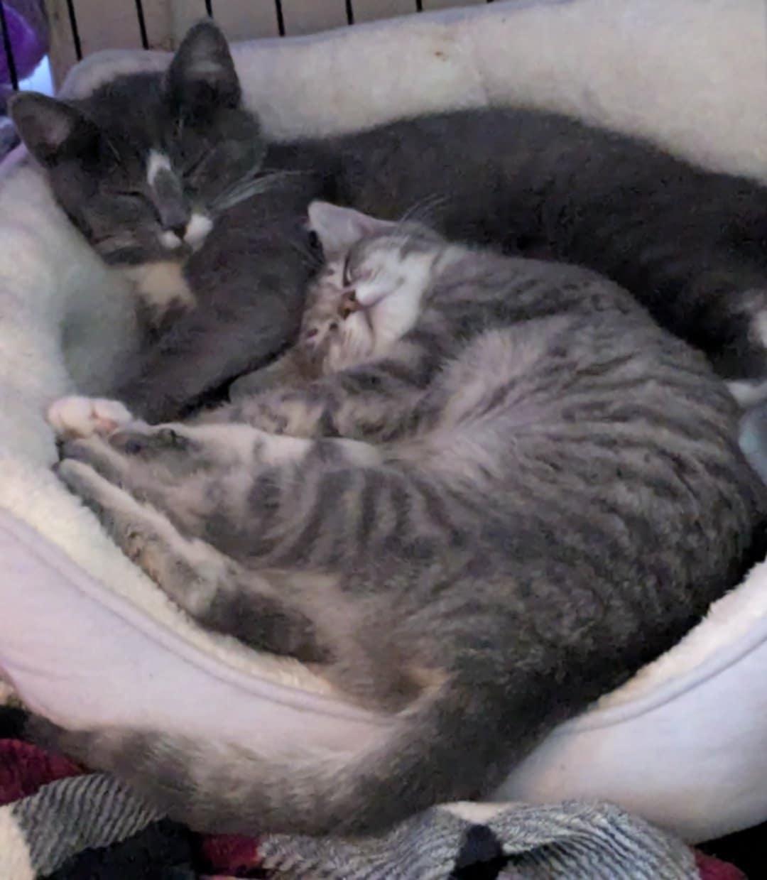 Winter and January, a Adoptable Domestic Short Hair in Manchester, CT image 3/5