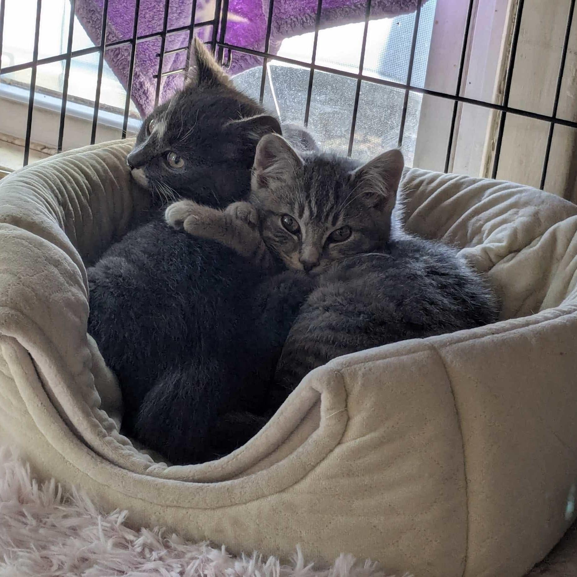 Winter and January, a Adoptable Domestic Short Hair in Manchester, CT image 5/5