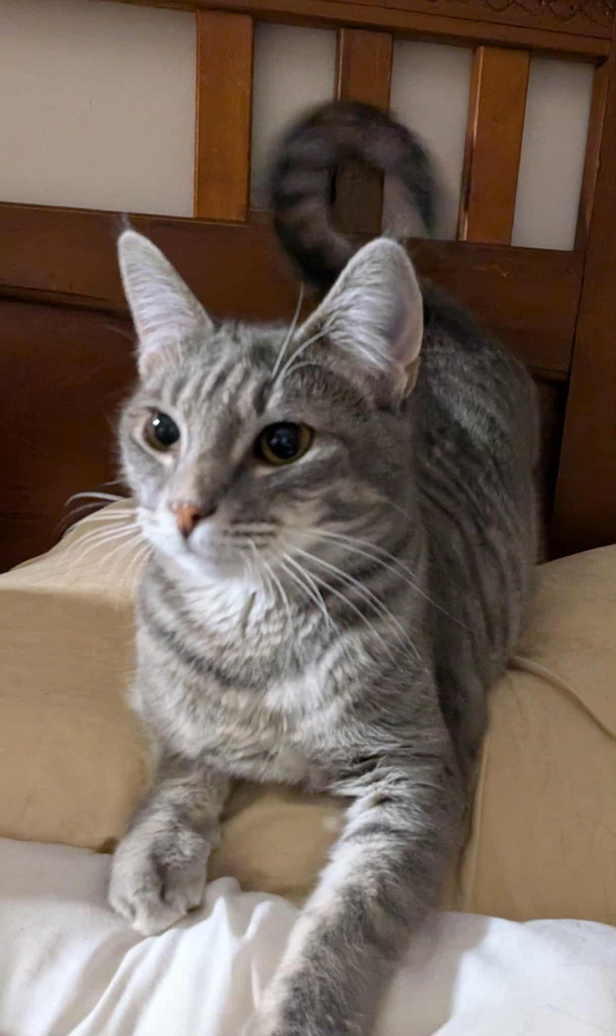 Winter and January, a Adoptable Domestic Short Hair in Manchester, CT image 2/5