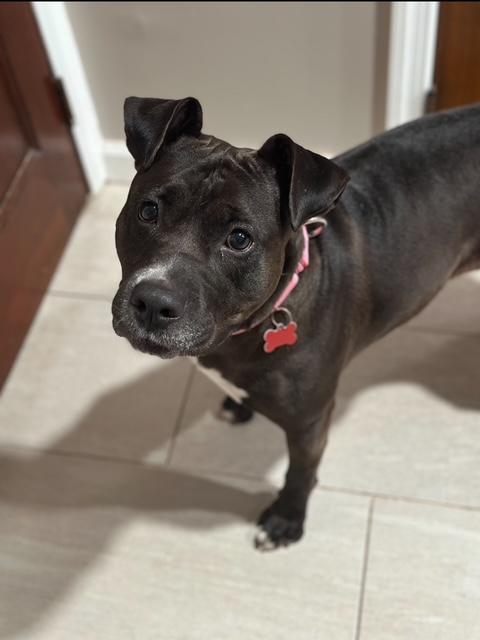 Diamond, adoptable, Adult Female American Staffordshire Terrier.