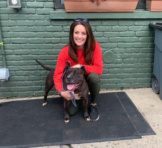 Enlarge Diamond, an adoptable American Staffordshire Terrier in Lyndhurst, NJ image 2/3