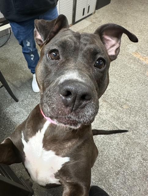 Enlarge Diamond, an adoptable American Staffordshire Terrier in Lyndhurst, NJ image 3/3