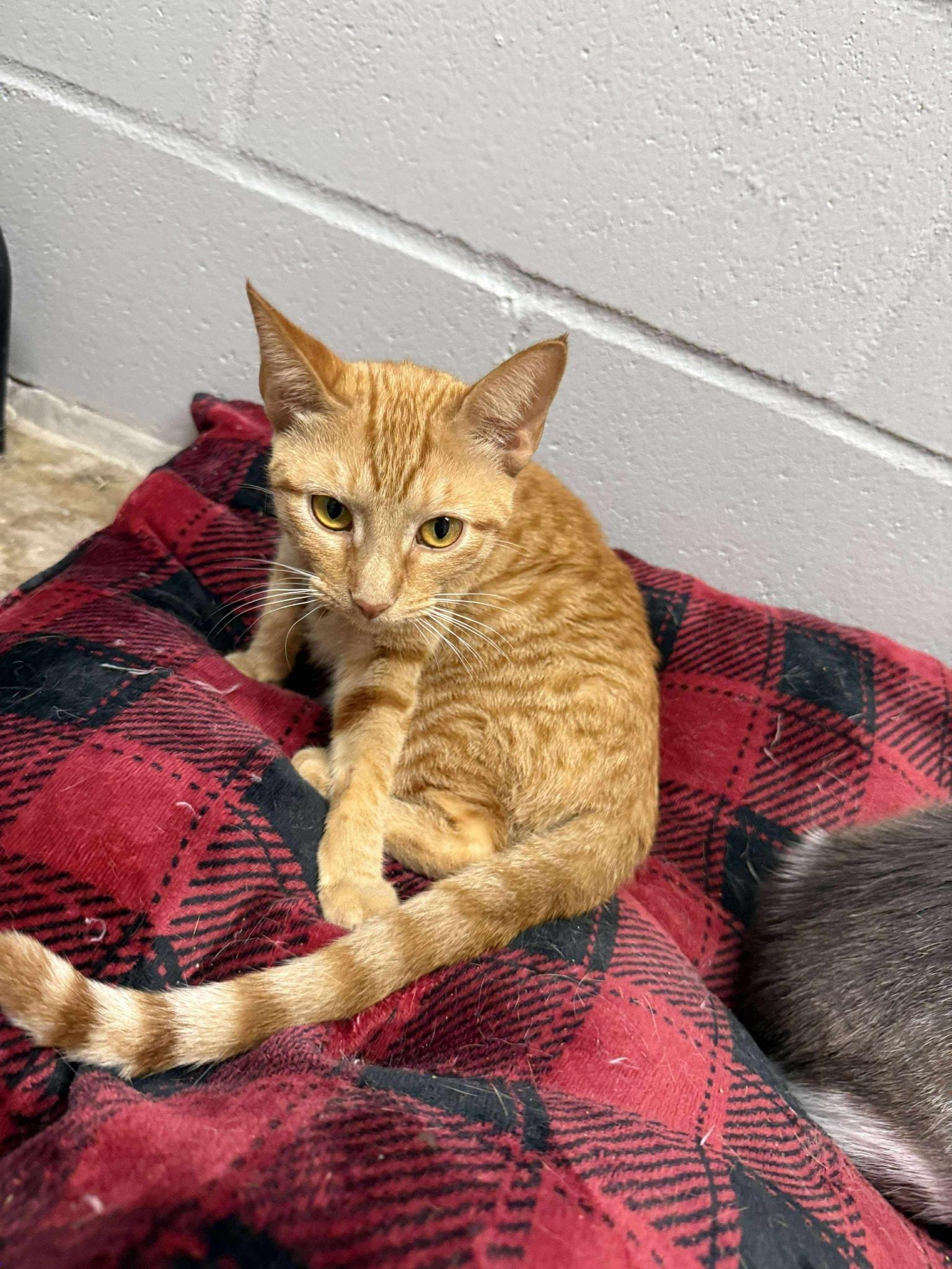 Anne 053001, an adoptable Domestic Short Hair in Amory, MS, 38821 | Photo Image 1